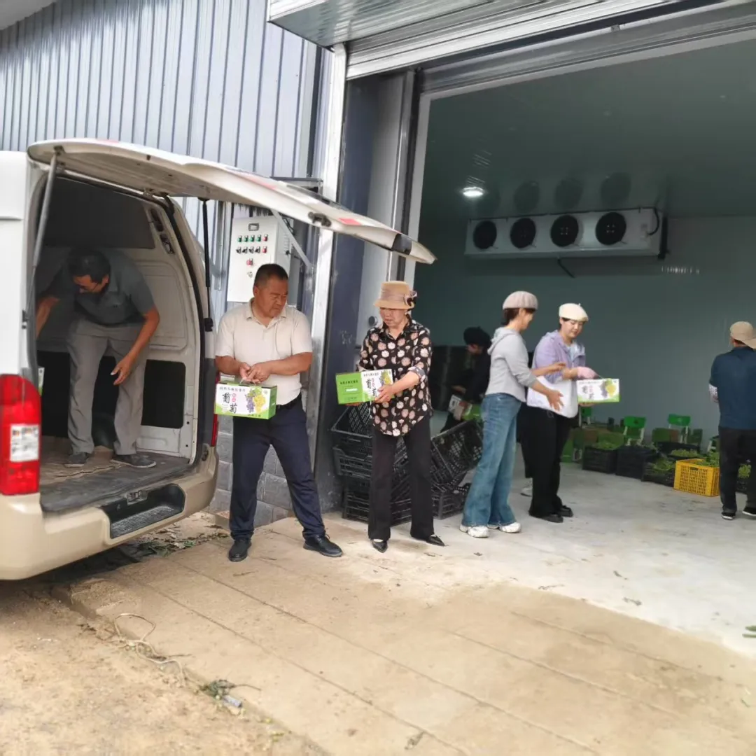 葡萄滿架迎豐收 幫扶聚力促振興